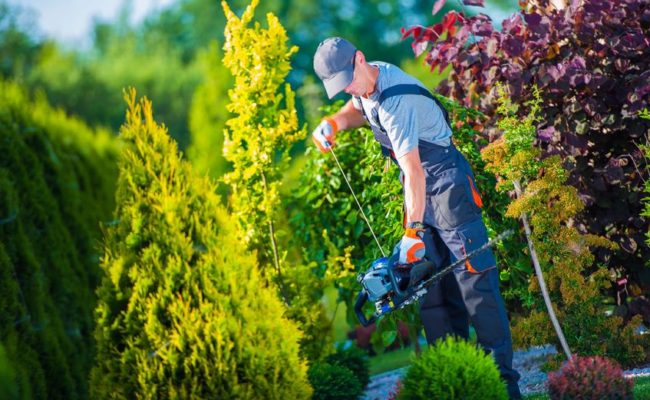 firing up gasoline hedge trimmer by professional gardener. garden works. trimming hedge.